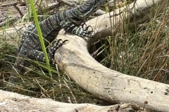 F9C16CE0-FB21-4EEC-8947-E0902DBF210E_1_105_c